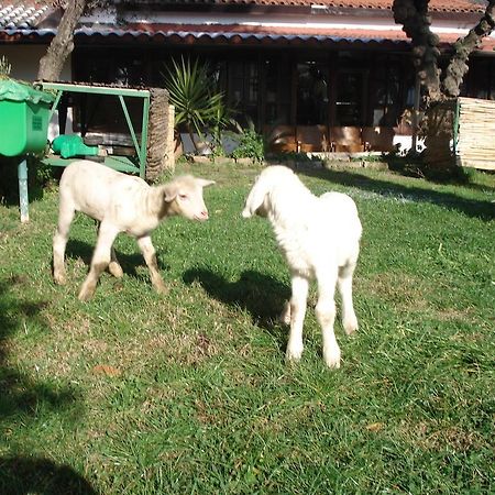 Agriturismo La Vecchia Dolceacquaヴィラ エクステリア 写真